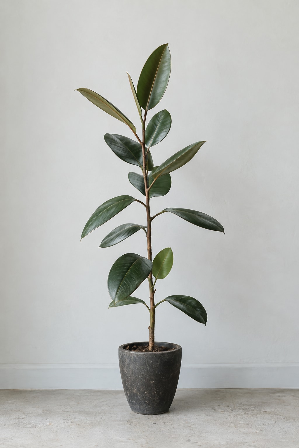 Potted Rubber Plant